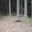 Pohled na n�sep sm�r Zaje�ov