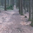 Cesta z rad�e na dal�� rozcestn�k,sm�t t� na vrchol Brno