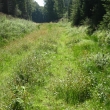 Zez Olen-Kazek