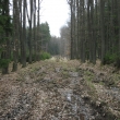 Zez Olen-Kazek